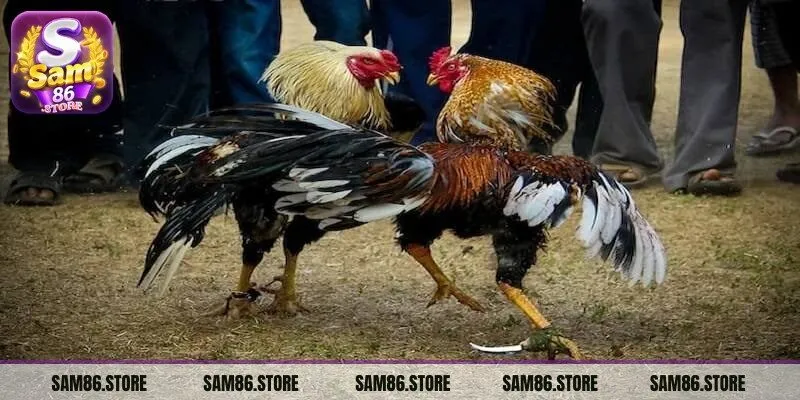 Đá gà cựa dao trở nên hấp dẫn và kịch tính nhờ vào sự quyết liệt