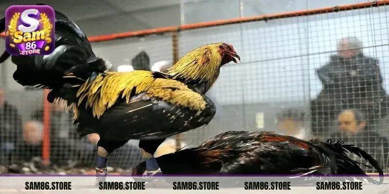 Chọi gà Thomo là một hình thức cá cược khá nổi tiếng hiện nay