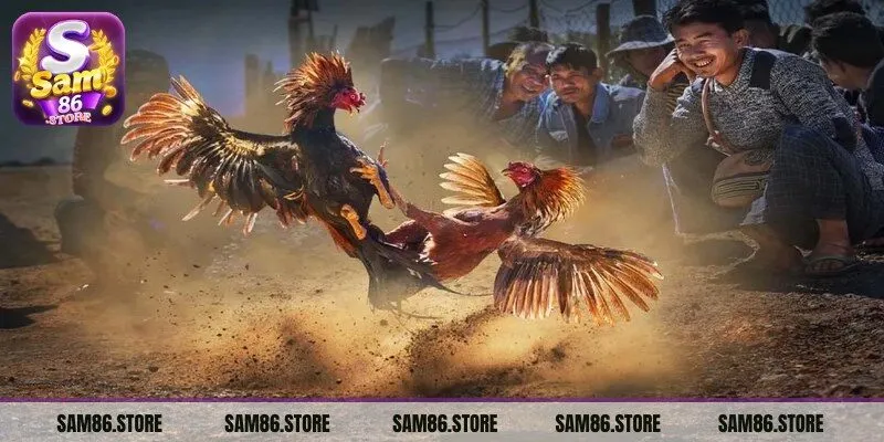 Cựa tròn là loại cựa phổ biến trong các trận chọi kê Thomo