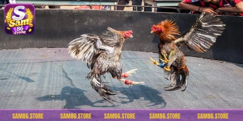 Thể thức thi đấu và luật lệ đá gà cựa tròn