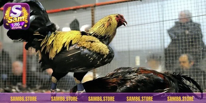 Luật chơi đá gà Mỹ anh em mới chơi nên tham khảo kỹ càng